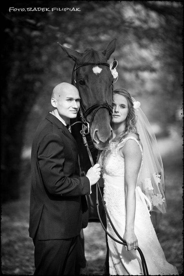 sesja ślubna w stadninie koni w  Lublin