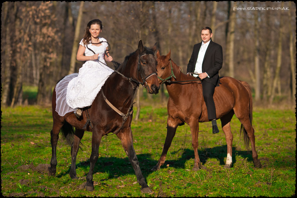 sesja ślubna w stadninie koni